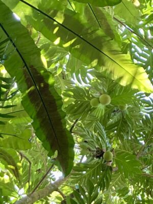 Birdʻs Nest Fern and Ulu