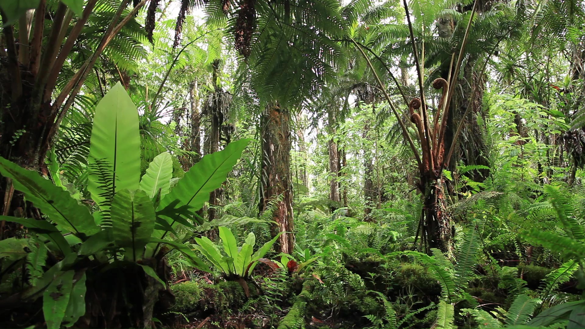 Rainforest Restoration & Sustainability