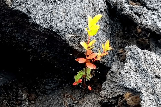 Baby Ohia Trees on 2018 Lava Flow